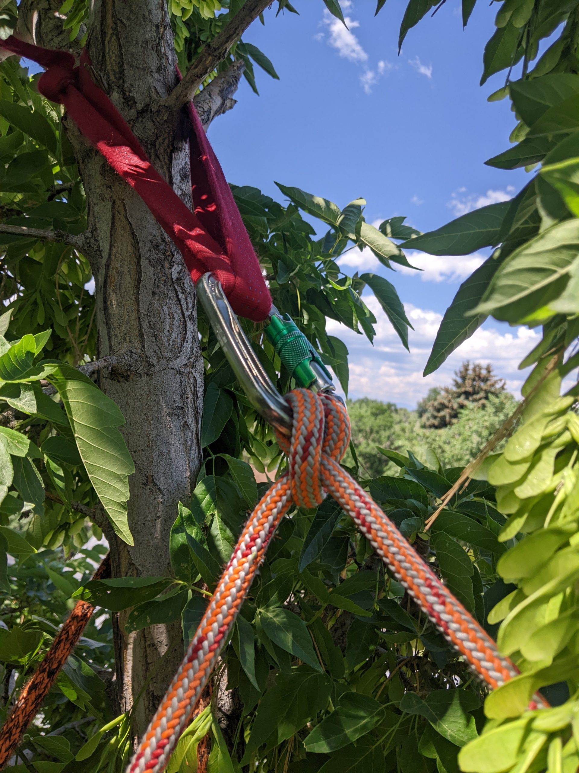 rope in tree